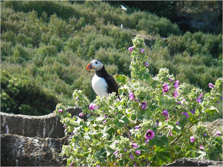 A puffin, orange beaked, sitting in a green-leaved tree or bush with blue/purple flowers.
