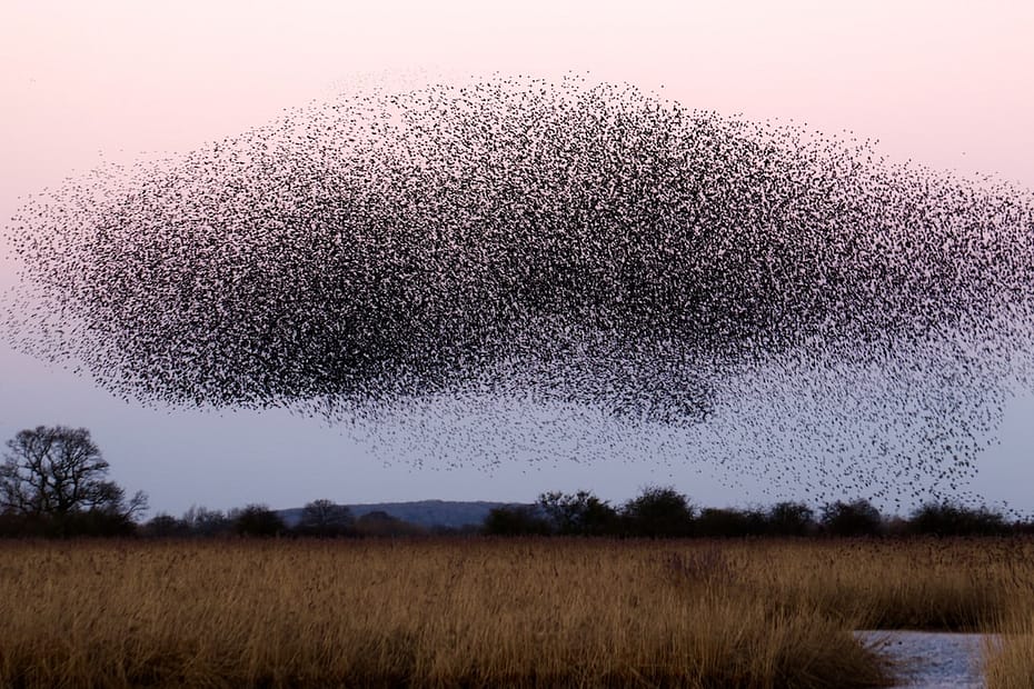 A murmuration of thrushes showing over a Fenland landscape with a water inlet showing bottom right, rushes growing in the foreground and a line of trees in the middle distance. The birds together look like a whale